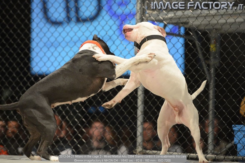2012-04-21 Milano in the cage 2 - Mixed Martial Arts 0384 Siamo contro il combattimento fra cani.jpg